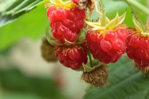 Cluster of Rasberries Stockfoto's