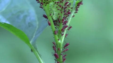 A cluster of red aphids Stock Footage 75862089