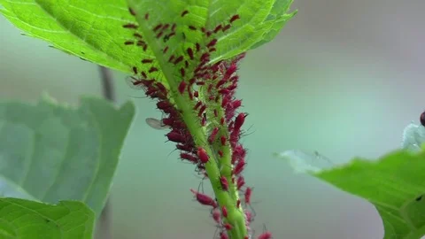 A cluster of red aphids zoom out rive background Stock Footage 75862530