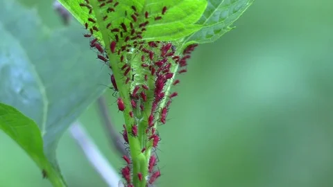A cluster of red aphids zoom out and then in Stock Footage 75862573