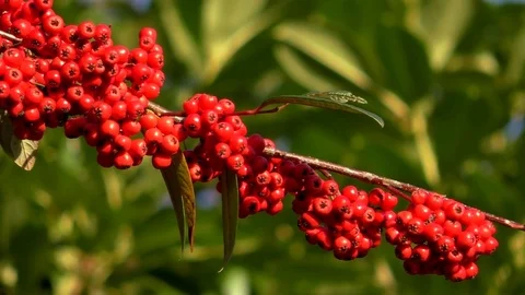 Cluster of red berries on Cotoneaster Cornubia branch 動画素材 71091470