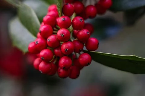A cluster of red berries on a leaf Stock Photos