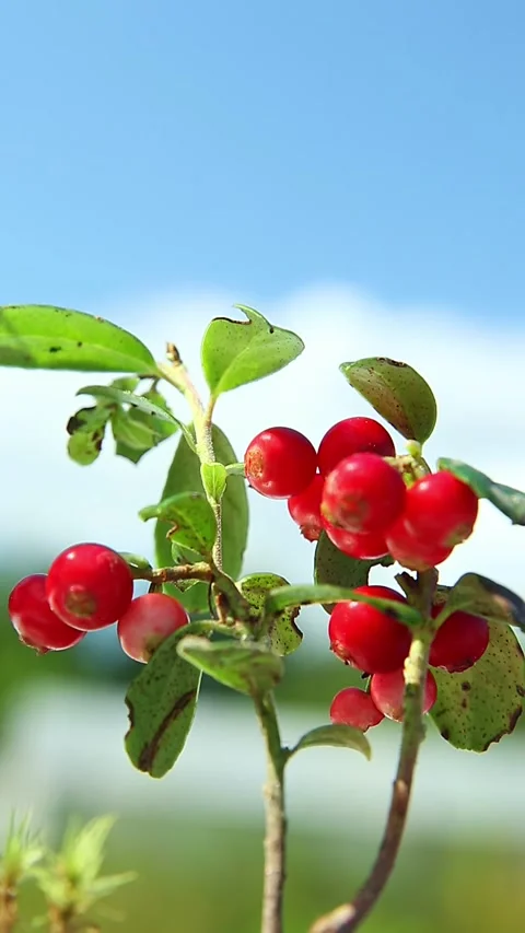 Cluster of red berries moving in gentle breeze Video stock 317158506