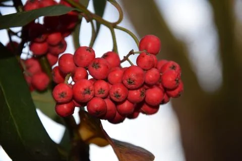 A cluster of red berries Stock Photos