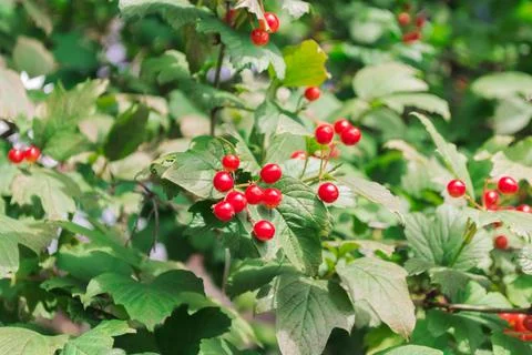 A cluster of red berries on a tree branch Stock Photos