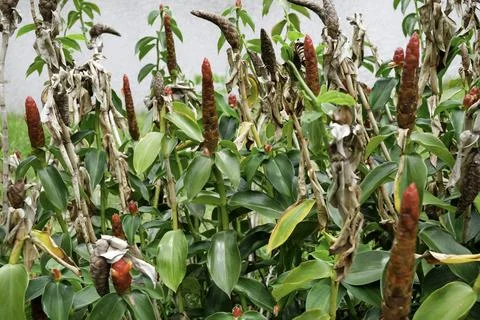 A cluster of red button ginger or Costus woodsonii plants Stock Photos