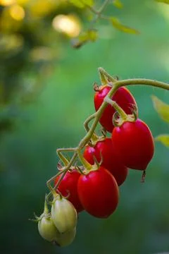 A cluster of red Datterino tomatoes with thin skins and a date-like form, s.. Stock Photos