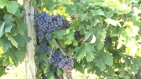 Cluster of red grapes ripening Stock Footage 35582937