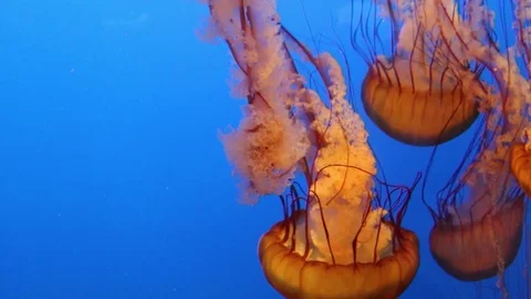 Cluster of Red Jellyfish to the Side Slowly Moving, Floating Stock Footage 82876919
