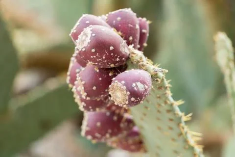Cluster of red prickly pears on their cactus before harvest, Stock Photos