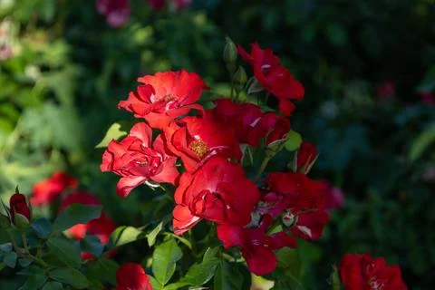 Cluster of Red Roses in Bloom Stock Photos