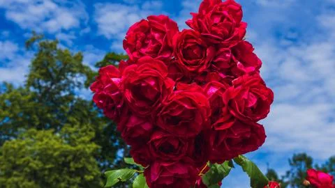 Cluster of Red Roses in Full Bloom Against Blue Sky Photos