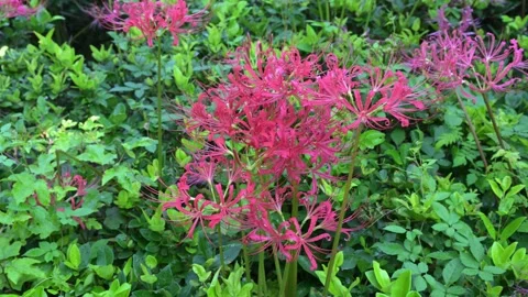 Cluster of Red Spider Lily Flowers in Green Bushes Stock-Footage 345030692