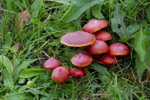A cluster of red toadstools Stock Photos