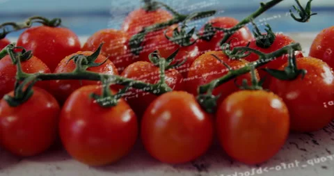 Cluster of red vine tomatoes showing water droplets clinging, programming code Stock Footage 309107128