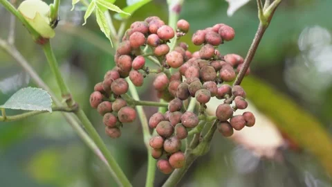 Cluster of Reddish-Brown Berries Stock Footage 320015520