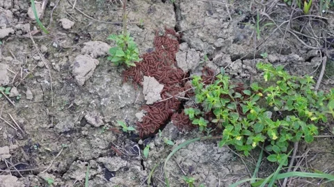 Cluster of reddish earthworms Stock-Footage 329376855