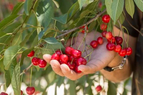 Cluster of ripe cherries on cherry tree Stock Photos