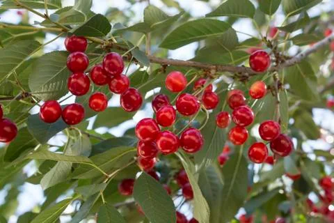 Cluster of ripe cherries on cherry tree Stock Photos