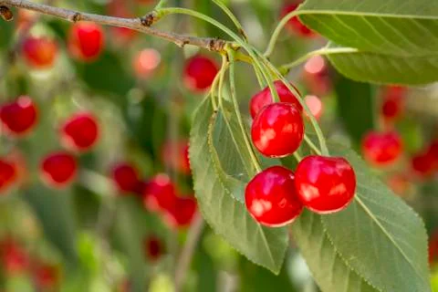 Cluster of ripe cherries on cherry tree Stock Photos