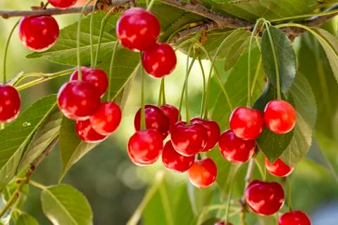 Cluster of ripe cherries on cherry tree Stock Photos