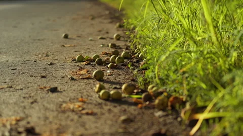 A cluster of ripe a green apples drops from the branches of an apple tree o.. 動画素材 345159510
