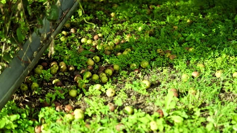 A cluster of ripe a green apples drops from the branches of an apple tree o.. Stock Footage 345165991