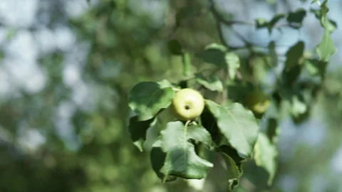 A cluster of a ripe green apples hangs from the branches of an apple tree i.. Stock Footage 345148427