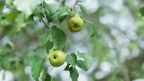 A cluster of a ripe green apples hangs from the branches of an apple tree i.. Stock Footage 345148504
