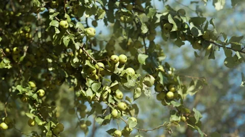 A cluster of a ripe green apples hangs from the branches of an apple tree i.. Stock Footage 345160074