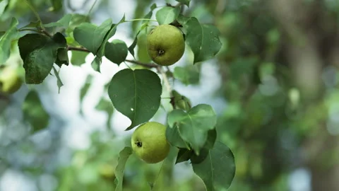 A cluster of a ripe green apples hangs from the branches of an apple tree i.. 動画素材 345165209