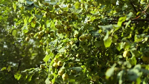 A cluster of a ripe green apples hangs from the branches of an apple tree i.. 動画素材 345165869