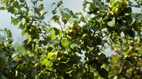 A cluster of a ripe green apples hangs from the branches of an apple tree i.. 動画素材 345166115