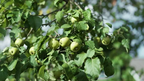 A cluster of a ripe green apples hangs from the branches of an apple tree i.. 動画素材 345184435