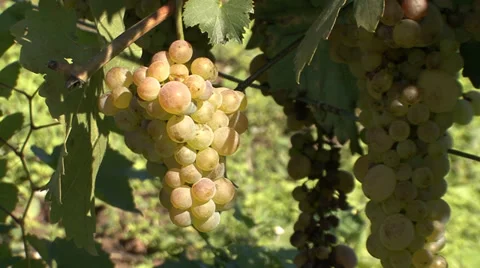 Cluster of ripe green grapes Stock Footage 35582908