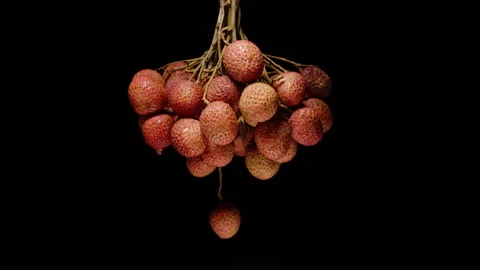 Cluster of Ripe Lychees Slowly Rotating in Loop Against Black Background with Stock Footage 310196315