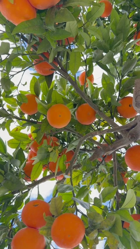 Cluster of ripe oranges on citrus tree branches in outdoor residential area Stock-Footage 329279299
