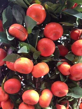 Cluster of ripe oranges hanging on tree Foto stock