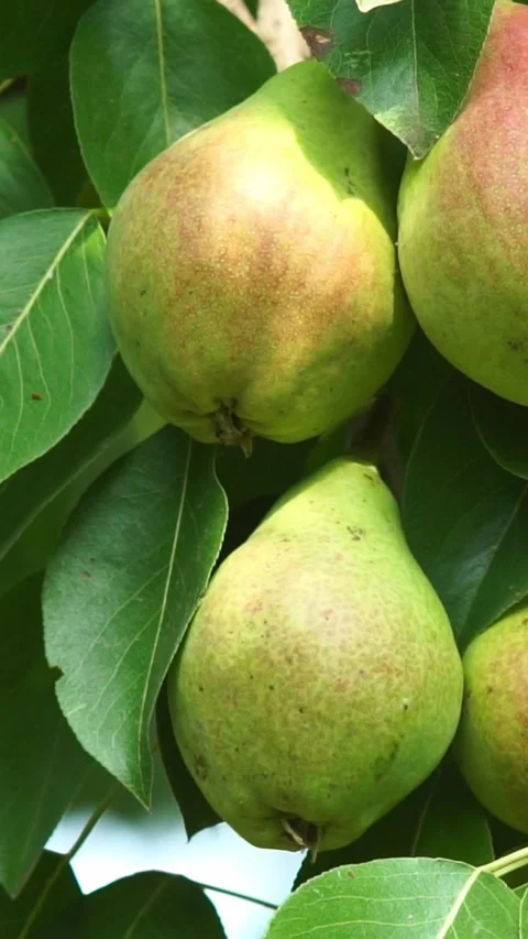 Cluster of Ripe Pears Hanging on Pear Tree in Garden Stock Footage 346639396