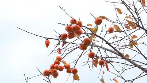 Cluster of ripe persimmons on bare tree Vidéo 324902830