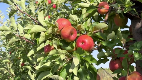 Cluster of Ripe Red Apples Hanging from a Lush Green Branch in a Sunny Orchard Stock Footage 319307439