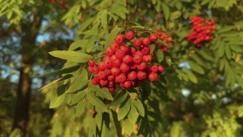 A cluster of ripe red rowan berries hangs on a branch among green leaves Video stock 341950101