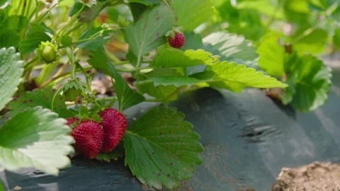 Cluster of Ripe Strawberries Stock Footage 312006374
