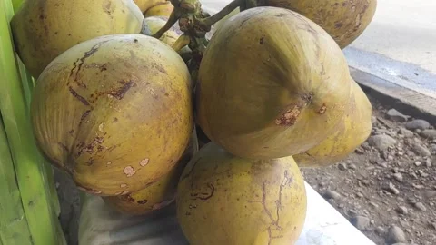 A cluster of ripe yellow coconuts resting on a roadside surface Stock Footage 323919692
