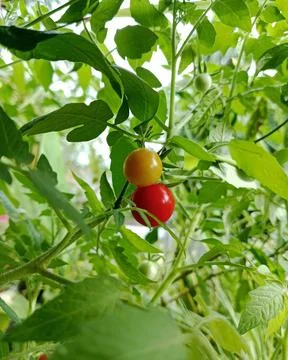 Cluster of ripening cherry tomatoes on the vine Stock Photos