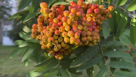 Cluster of ripening rowan berries in orange yellow and red colors on tree Stock-Footage 340997702