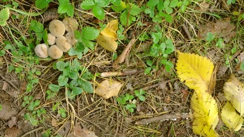 Cluster of round puffball mushrooms on leafy forest floor with slight leaf movem Stock Footage 345488153