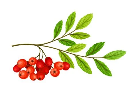 Cluster of Rowan Berries Hanging from Leafy Tree Branch Vector Illustration Stock Illustration