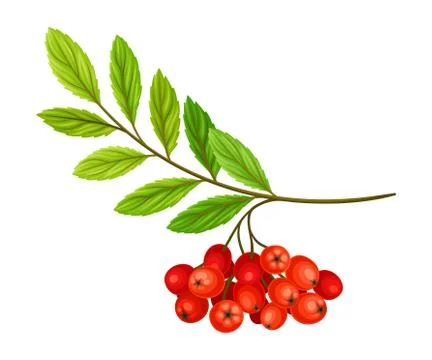 Cluster of Rowan Berries Hanging from Leafy Tree Branch Vector Illustration Stock Illustration