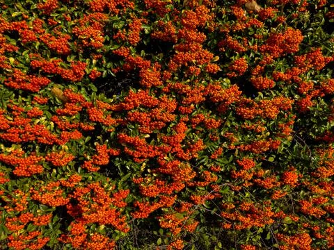 Cluster of rowan tree or firethorn orange berries during fall Stock Photos